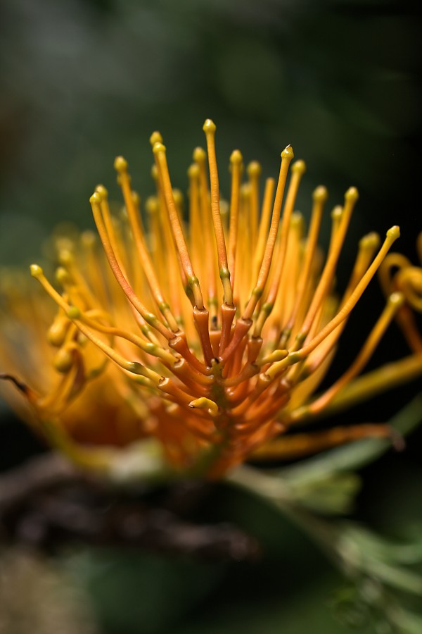 Grevillea Robusta by Joy Watson